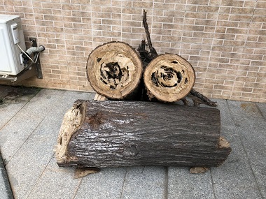 红山白蚁防治机构白蚁除了吃木头还吃什么